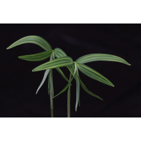 Polygonatum falcatum 'Tiger Stripes'  - Tiger Stripes Solomon's Seal