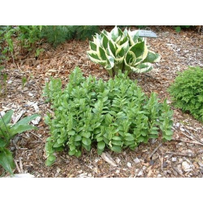 Polygonatum humile - Dwarf Solomon's Seal