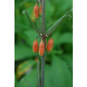 Polygonatum kingianum ssp. kingianum - Orange Flower Solomon's Seal