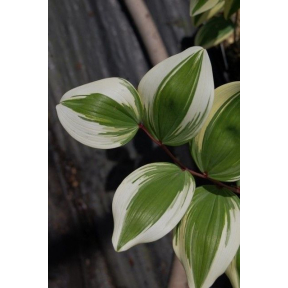 Polygonatum odoratum 'Angel Wings' PP 21543 ('Carlise') - Angel Wings Fragrant Solomon's Seal