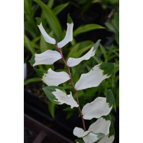 Polygonatum odoratum 'Byakko' - White Tiger Fragrant Solomon's Seal