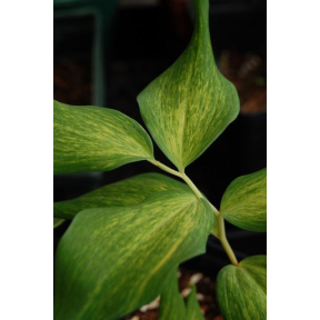 Polygonatum odoratum 'Dai Koga' - Dai Koga  Fragrant Solomon's Seal