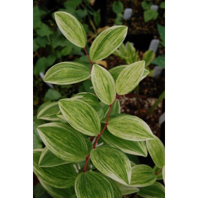 Polygonatum odoratum 'Fireworks' - Fireworks Fragrant Solomon's Seal