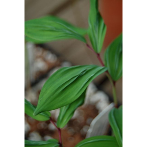 Polygonatum odoratum 'Koryu'  - Koryu Fragrant Solomon's Seal