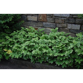 Polygonatum odoratum 'Variegatum' - Variegated Fragrant Solomon's Seal