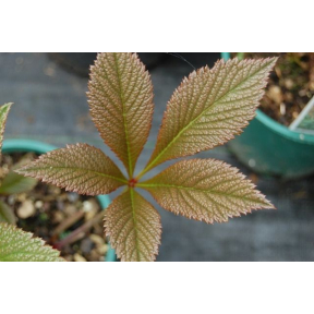 Rodgersia pinnata 'Fireworks' - Fireworks Rodger's Flower