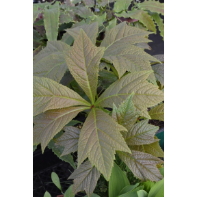 Rodgersia podophylla 'Rotlaub' - Red Leaf Rodgers Flower