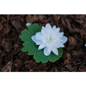 Sanguinaria canadensis 'Multiplex' - Double Bloodroot
