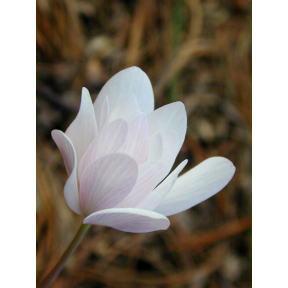 Sanguinaria canadensis (Pink Form) - Pink Bloodroot