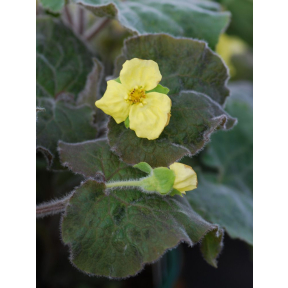 Saruma henryi - Upright Wild Ginger