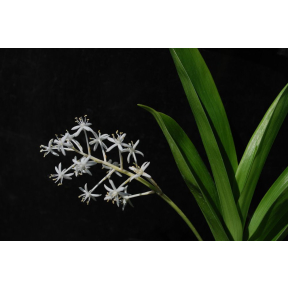Speirantha convallarioides - False Lily-of-the-Valley