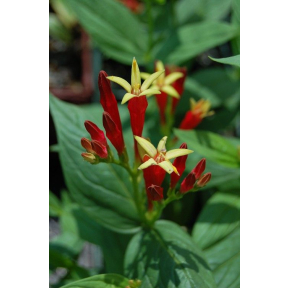 Spigelia marilandica - Indian Pink or Worm Root