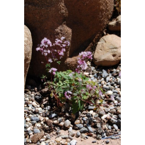 Thalictrum kiusianum - Dwarf Meadow Rue