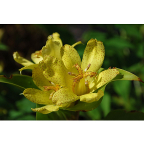 Tricyrtis ohsumiensis - Toad Lily