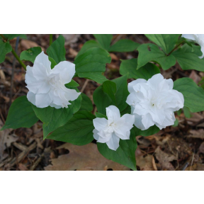 Trillium grandiflorum 'Flore Pleno' - Double-Flowered White Trillium