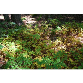 Uvularia sessilifolia - Wild Oats