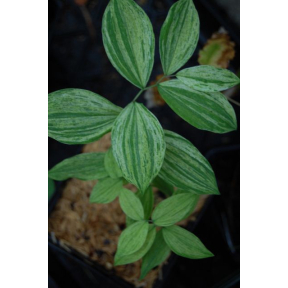 Uvularia sessilifolia 'Blizzard' - Blizzard Wild Oats