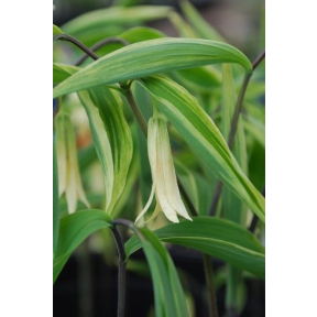 Uvularia sessilifolia 'Variegata' - Variegated Wild Oats