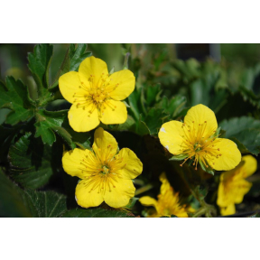 Waldsteinia fragarioides - Barren Strawberry