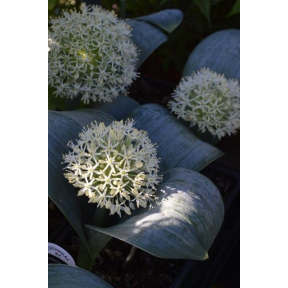 Allium karataviense 'Ivory Queen' - Ivory Queen Turkestan Onion
