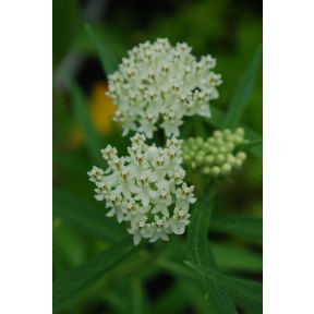 Asclepias incarnata 'Ice Ballet' - Ice Ballet Swamp Milkweed