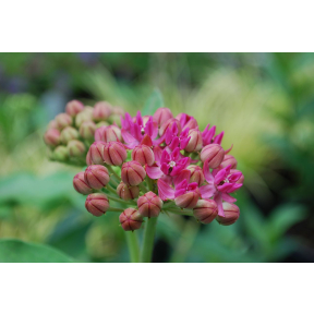 Asclepias purpurascens  - Purple Milkweed