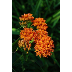 Asclepias tuberosa - Butterflyweed