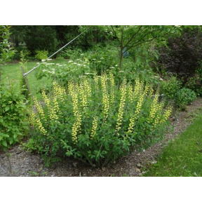 Baptisia x 'Anne' - Anne False Indigo