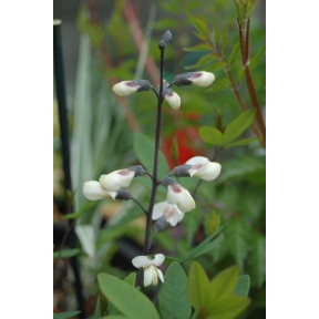 Baptisia x 'Esther' - Esther False Indigo