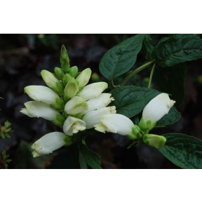 Chelone glabra 'Black Ace' - Black Ace Turtlehead