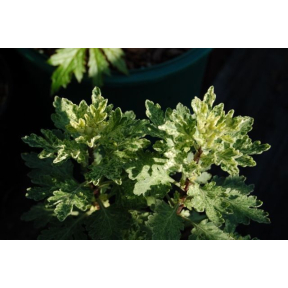 Chrysanthemum 'Frosty' (Leucanthemum) - Frosty Hardy Mum