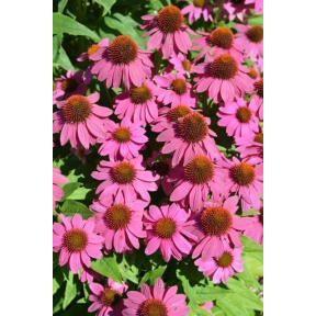 Echinacea purpurea - Coneflower