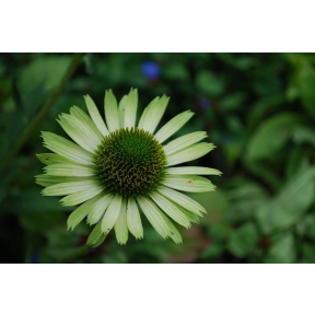 Echinacea purpurea 'Green Jewel' PP 18678 - Green Jewel Coneflower