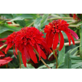 Echinacea x 'Hot Papaya' PP 21022  - Hot Papaya Coneflower