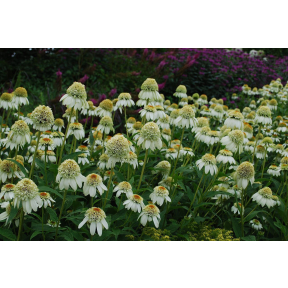 Echinacea purpurea 'Milkshake'  PP 20594 - Milkshake Coneflower