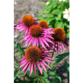Echinacea purpurea 'Pica Bella'  - Pica Bella Coneflower