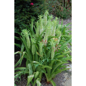 Eucomis comosa 'Peace Candles' - Peace Candles Pineapple Lily
