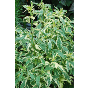 Eupatorium fortunei 'Pink Elegance' - Pink Elegance Joe Pye Weed