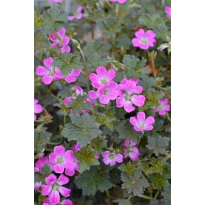 Geranium x 'Orkney Cherry' PP 18263 - Orkney Cherry Hardy Geranium