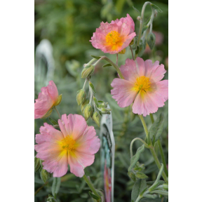 Helianthemum x 'Wisley Pink' - Wisley Pink Sun Rose