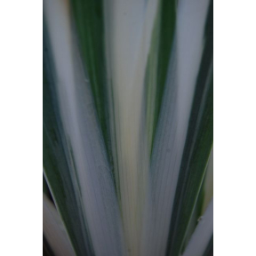 Iris ensata 'Variegata' - Variegated Japanese Iris