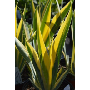 Iris pallida 'Aureo Variegata' - Gold Variegated Sweet Iris