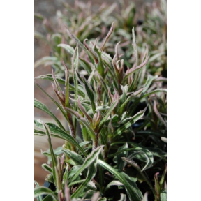 Kalimeris yomena 'Geisha' - Variegated Japanese Aster