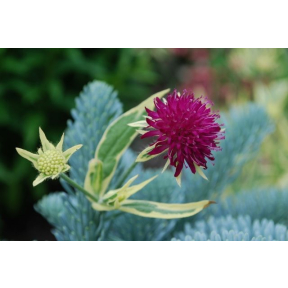 Knautia macedonica 'Thunder and Lightning' PP 21437 - Thunder and Lightning Field Scabiosa