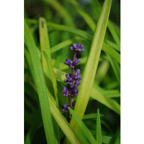 Liriope muscari 'Pee Dee Gold Ingot' - Golden Monkey Grass