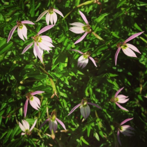Lobelia chinensis - Chinese Creeping Lobelia