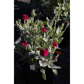 Lychnis coronaria 'Blych' - Gardeners World Rose Campion