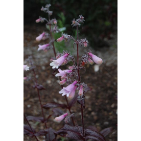 Penstemon x 'Dark Towers' PP 20013 - Dark Towers Beardtongue