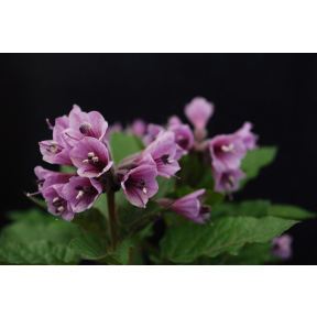 Physochlaina orientalis -  Oriental Physochlaina