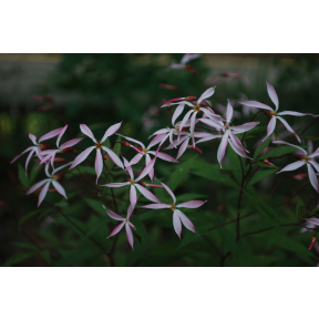 Porteranthus trifoliatus 'Pink Profusion'  - Pink Profusion Bowman